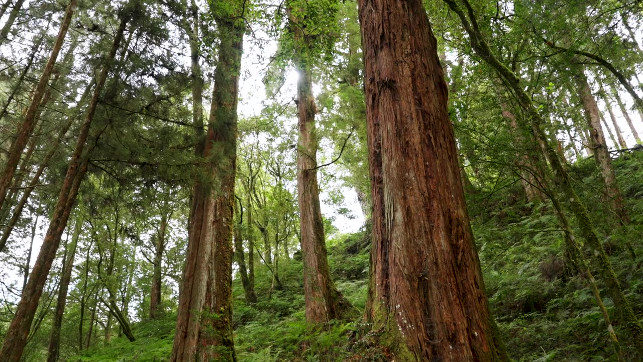 詳情圖-漫步在臺灣嘉義阿里山的森林中
