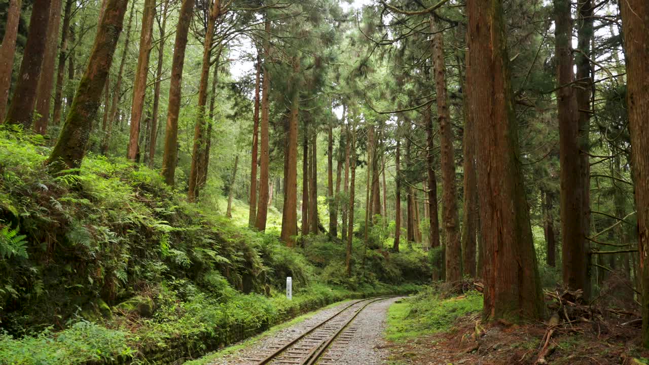 漫步在台湾嘉义阿里山的森林中
