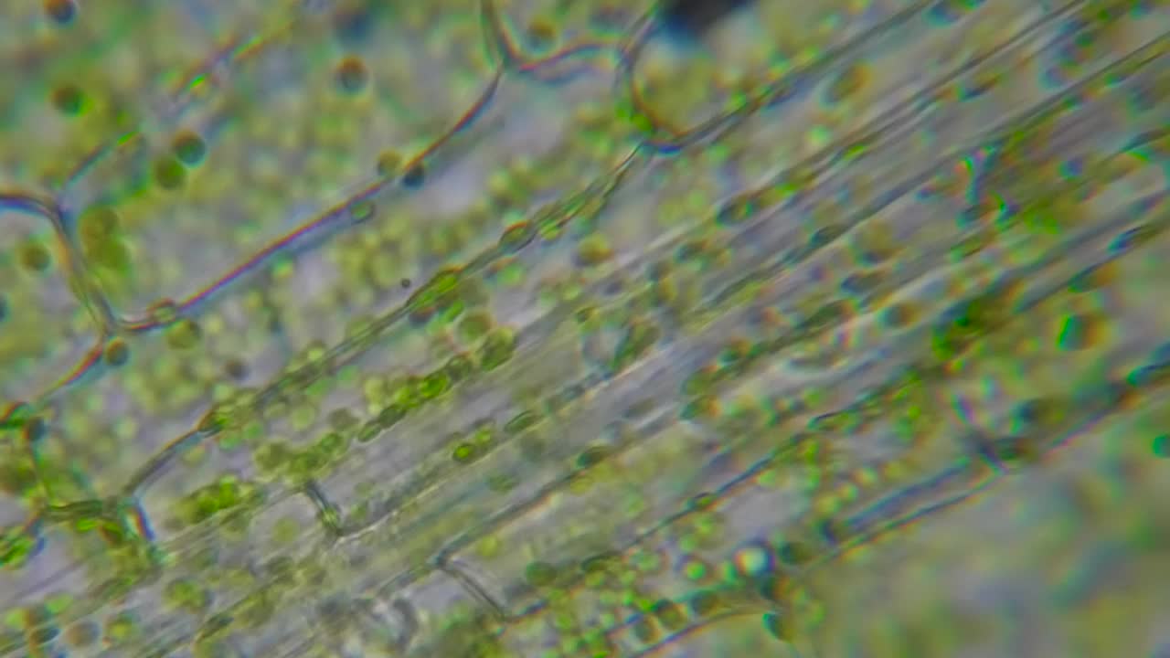 显微镜下运动细胞叶绿体。叶绿素细胞分裂。叶片植物的细胞结构。显微镜下叶绿体运动的叶片光合作用。病毒感染。转基因生物。DNA。