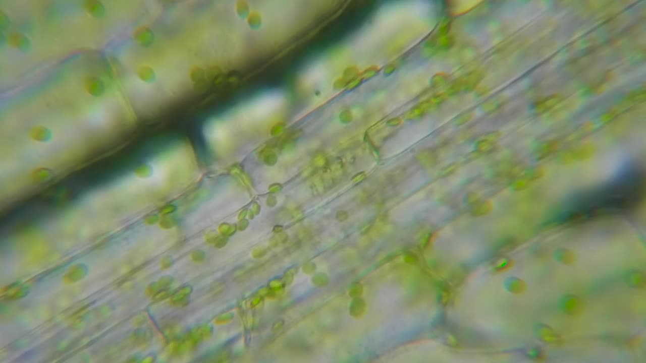 显微镜下运动细胞叶绿体。叶绿素细胞分裂。叶片植物的细胞结构。显微镜下叶绿体运动的叶片光合作用。病毒感染。转基因生物。DNA。