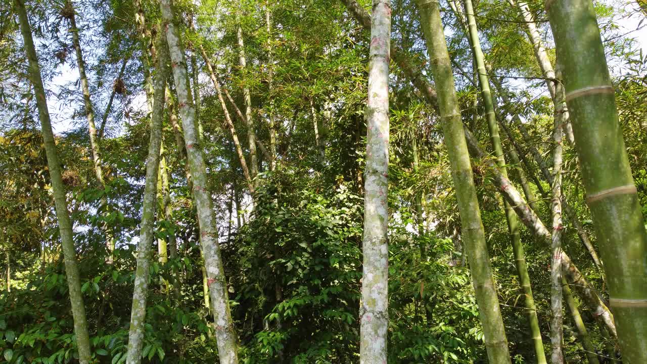 鸟瞰图透过竹叶和树枝，茂密而茂盛的森林植被，在哥伦比亚，一个阳光明媚的日子