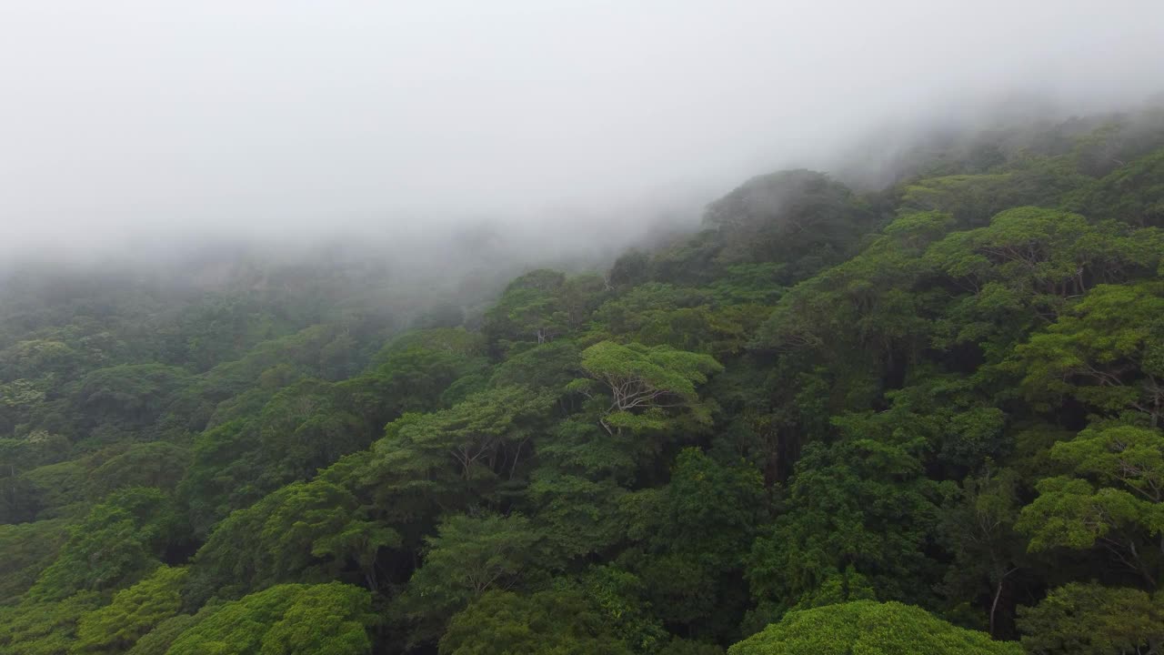 在一个雾蒙蒙多云的日子里，哥伦比亚亚马逊雨林郁郁葱葱的植被从空中俯瞰