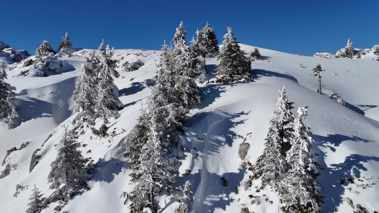 白雪皑皑的杉树矗立在碧桂山的山坡上，蓝天下，一派宁静的冬日风光