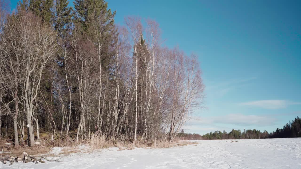 在挪威因德福森阳光明媚的冬日，一名男子在森林里砍树。白雪覆盖的田野在前景。广角镜头