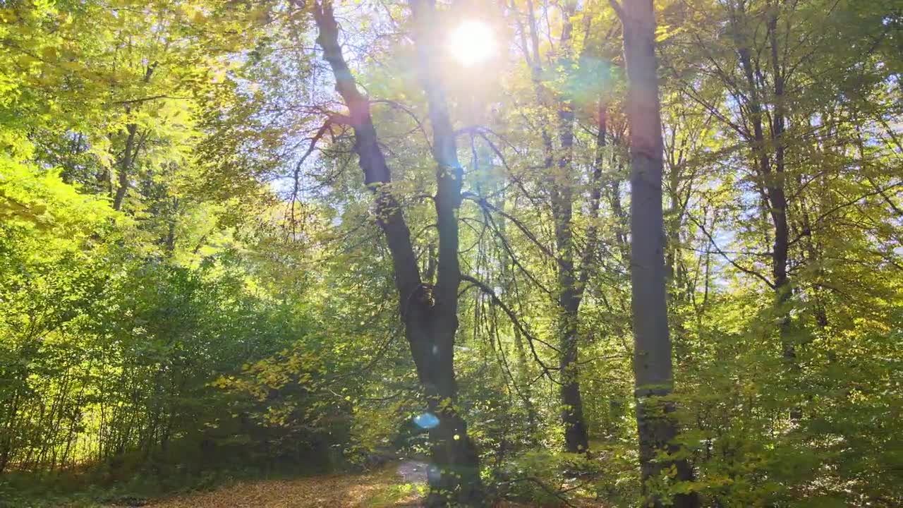 詳情圖-在秋天的早晨，陽光穿過綠樹成蔭的樹林。黎明時分美麗的野生森林