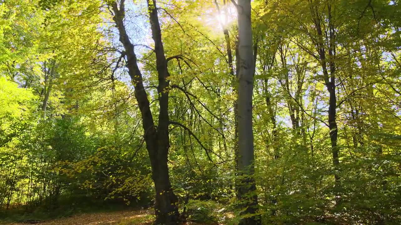 詳情圖-在秋天的早晨，陽光穿過綠樹成蔭的樹林。黎明時分美麗的野生森林
