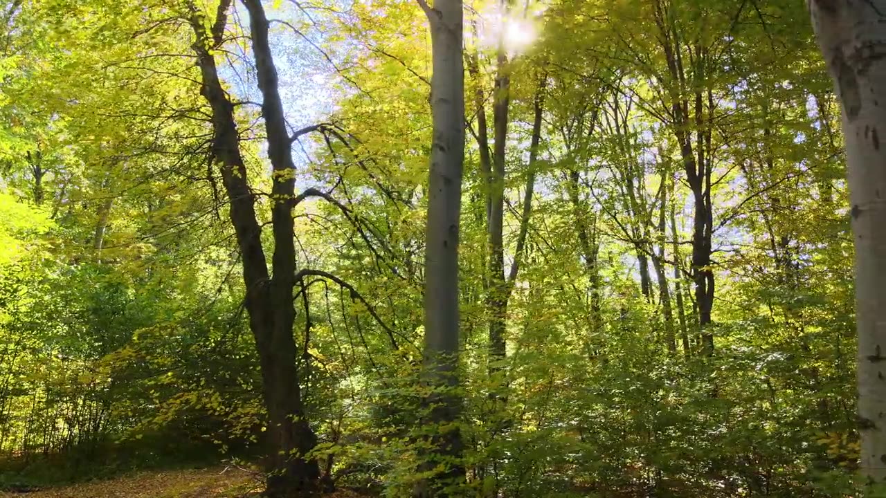 詳情圖-在秋天的早晨，陽光穿過綠樹成蔭的樹林。黎明時分美麗的野生森林