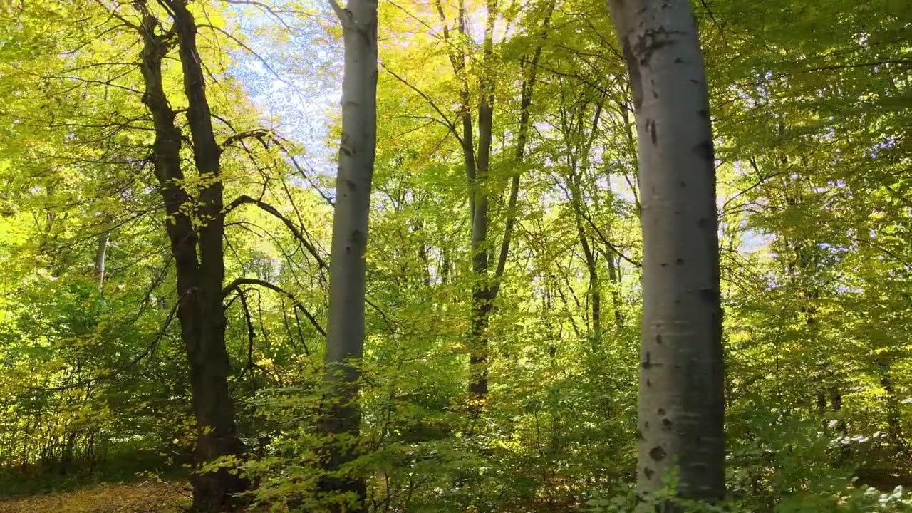 詳情圖-在秋天的早晨，陽光穿過綠樹成蔭的樹林。黎明時分美麗的野生森林