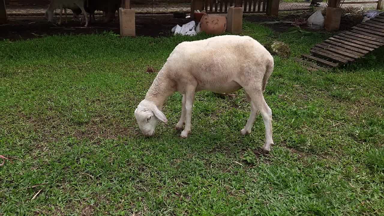 印度尼西亚索洛克Sirukam奶牛场旅游村的绵羊养殖