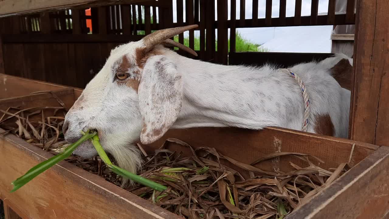 农场里，一只山羊正在吃笼子里的食物