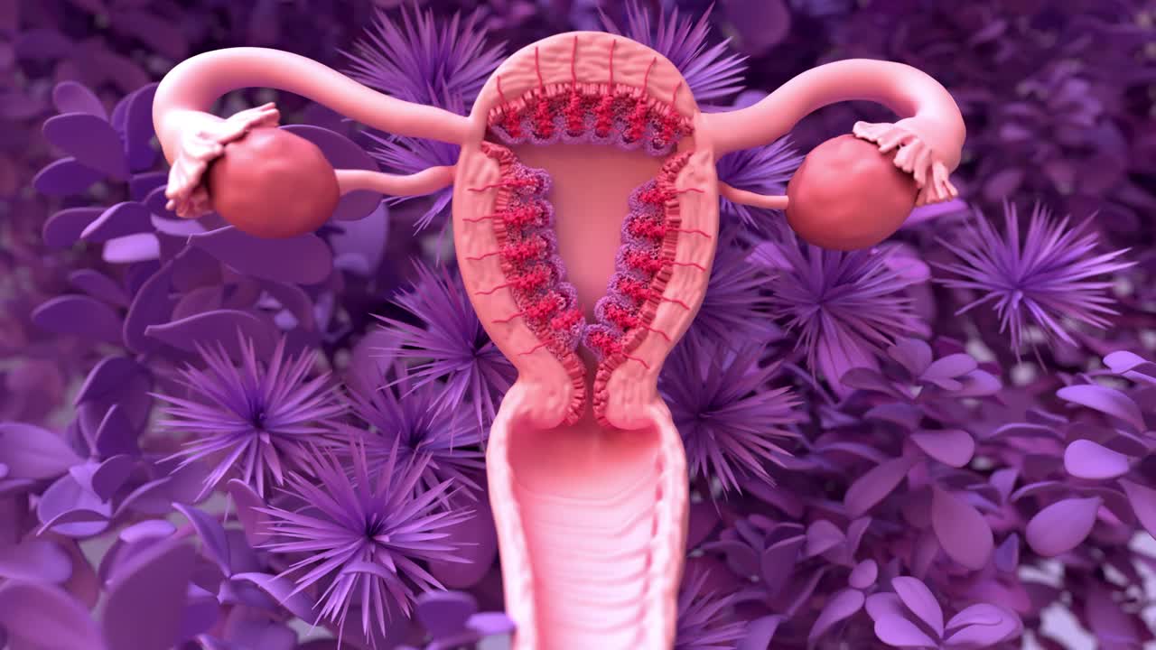 月经周期，出血月经期。月经期:月经期、卵泡期、排卵期、黄体期。