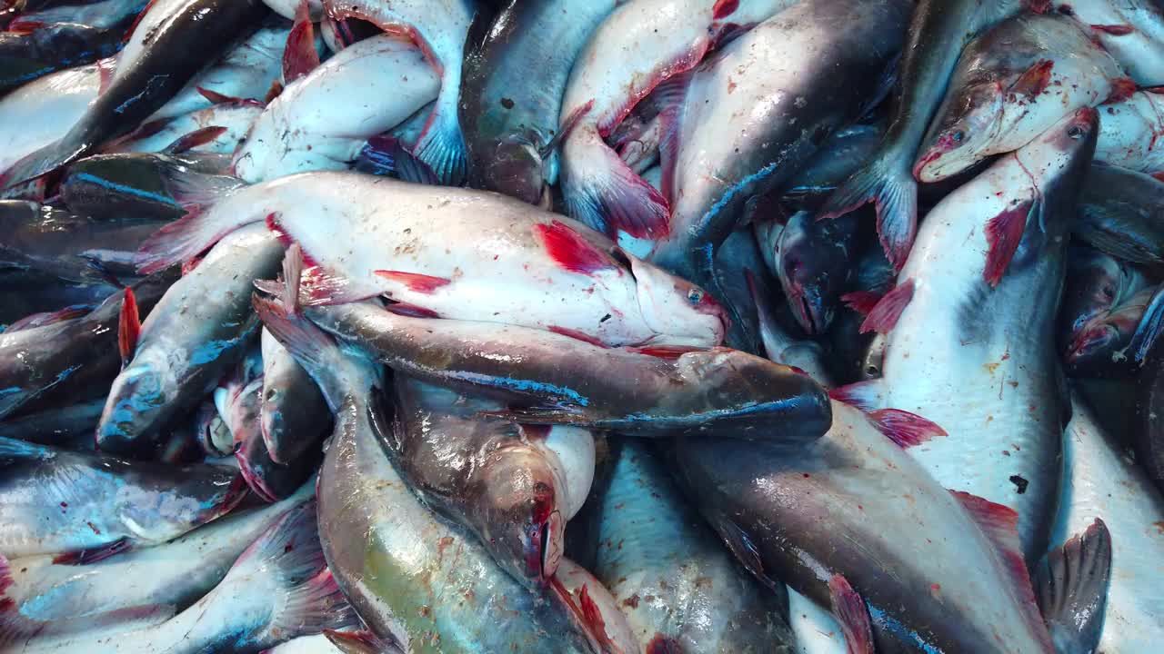 印度大鲨鱼鲶鱼养殖，一堆大鲶鱼准备出售