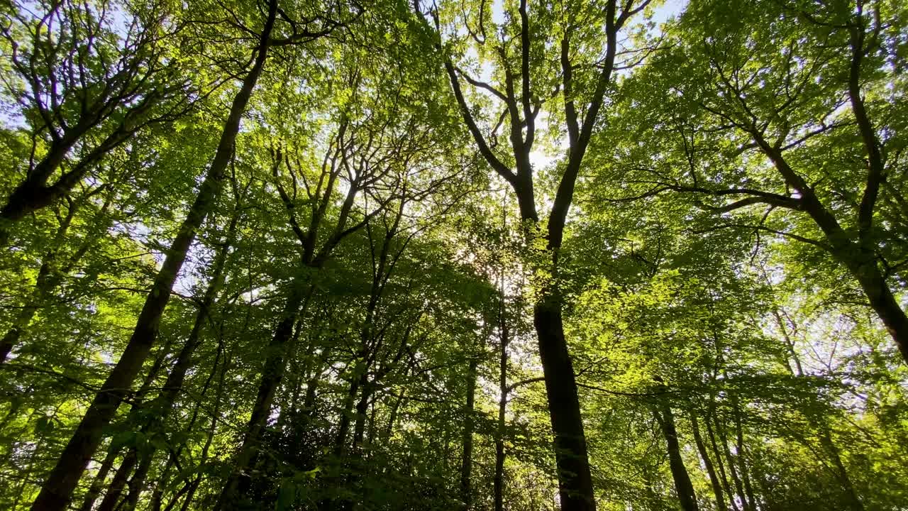 温暖的阳光透过绿色的夏季树叶，林地树木闪烁