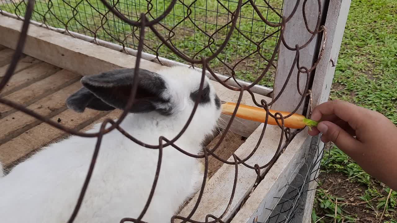 小男孩在兔子的笼子外面喂它胡萝卜