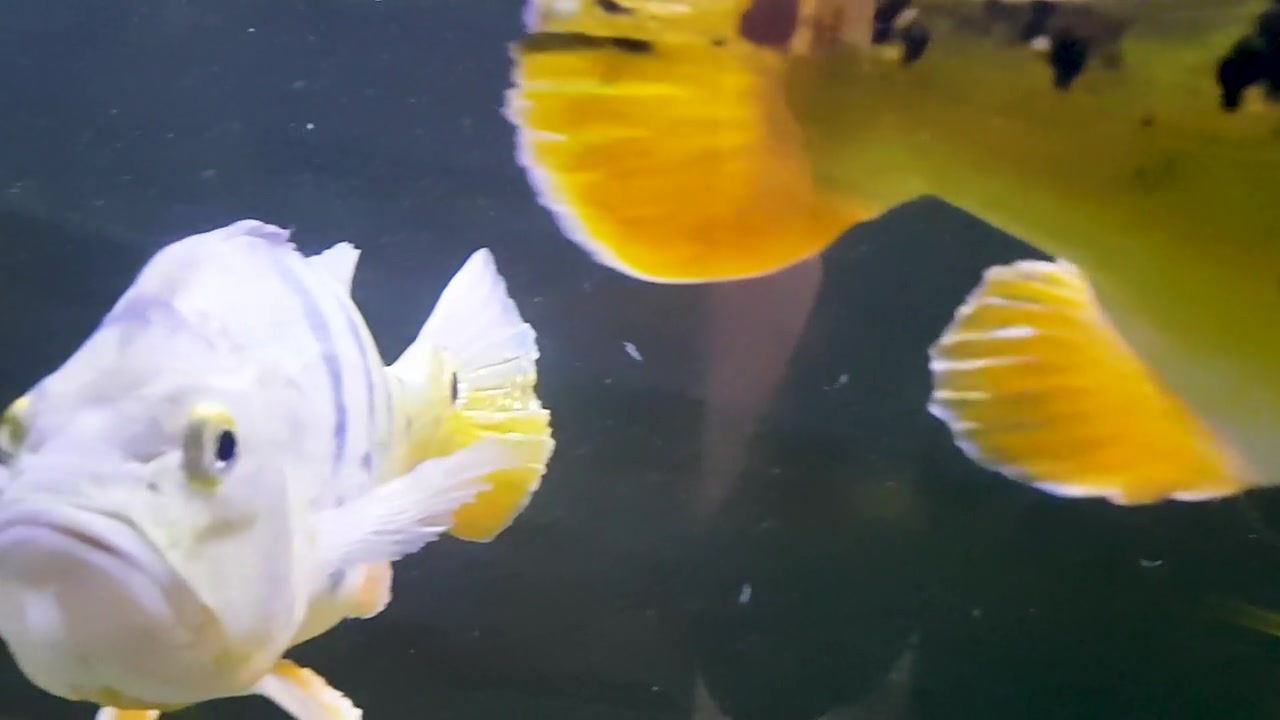 详情图-美丽的奥里诺科河孔雀鲈鱼,或称蝴蝶孔雀鲈鱼,是南美洲一种非常大的慈鲷