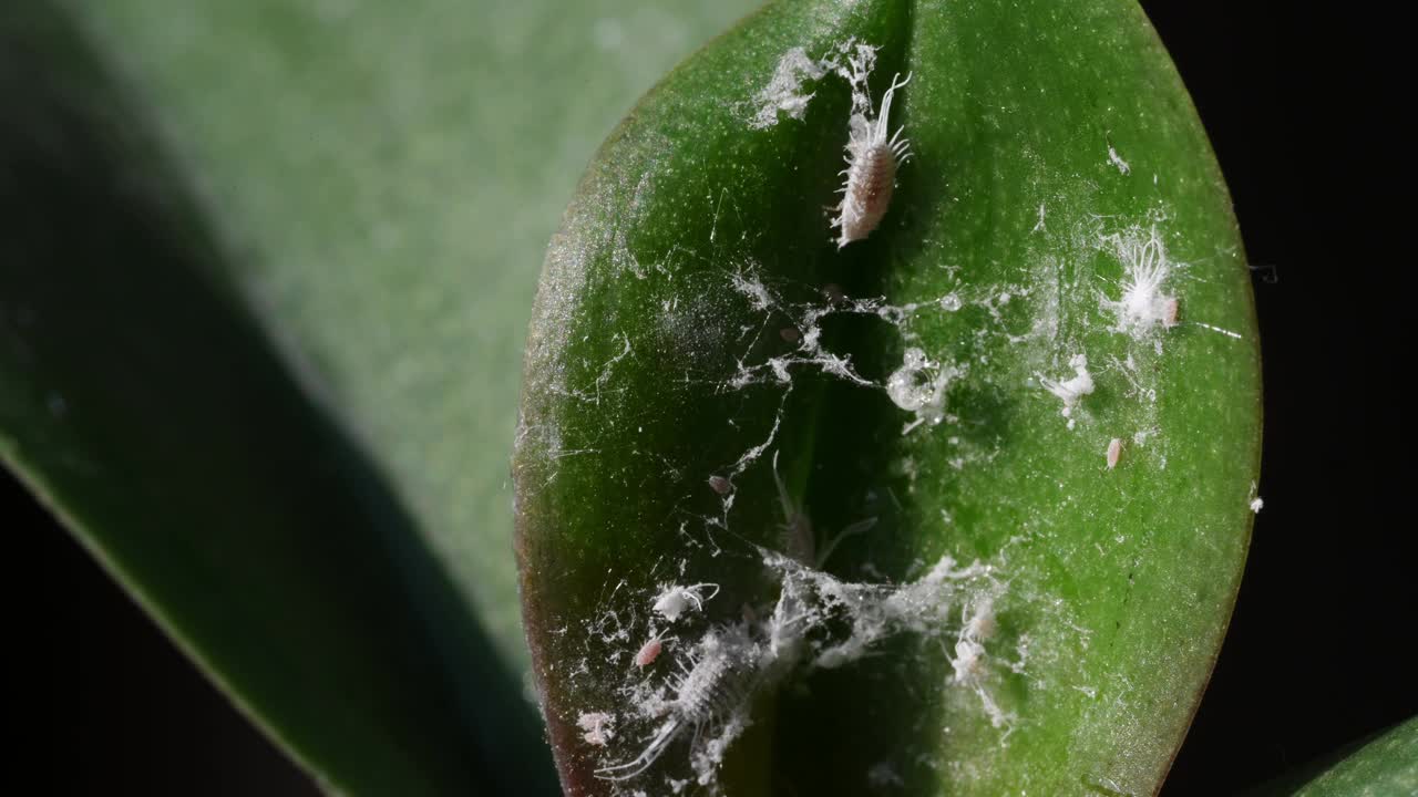 粉虫在植物叶子上，特写。兰花受到危险害虫的损害。Pseudococcus longispinus