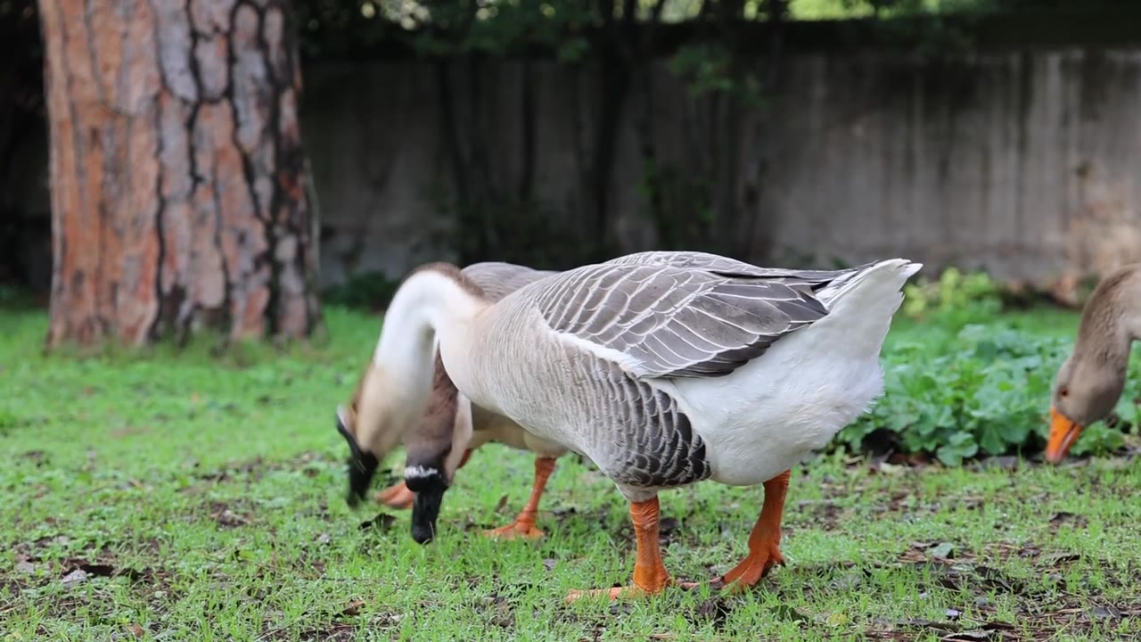 詳情圖-秋天在公園草地上吃草的鵝