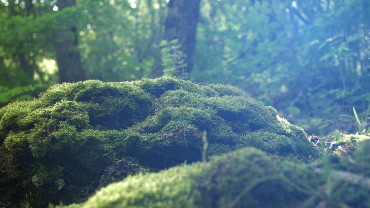 在天然苔藓和森林的背景下，一棵数字树生长着绿色能源和可再生能源的象征。Cg镜头