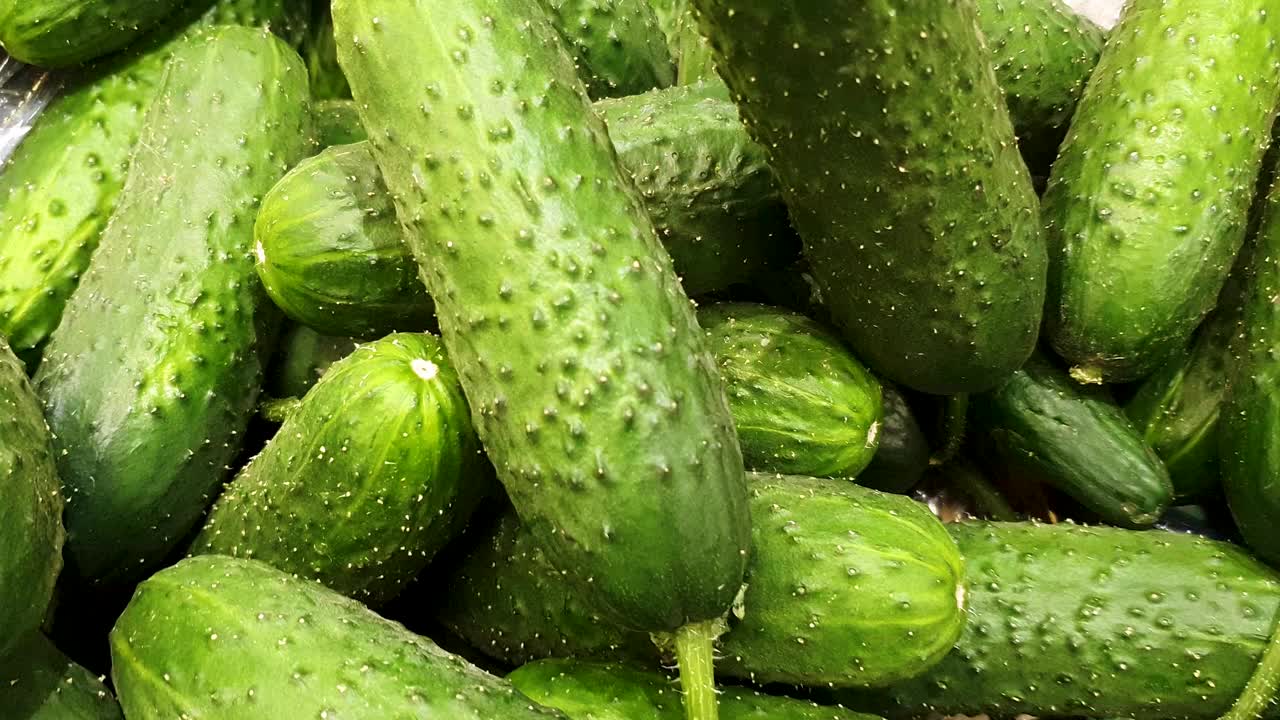 新鲜、天然的黄瓜。黄瓜，收获，收获，上市