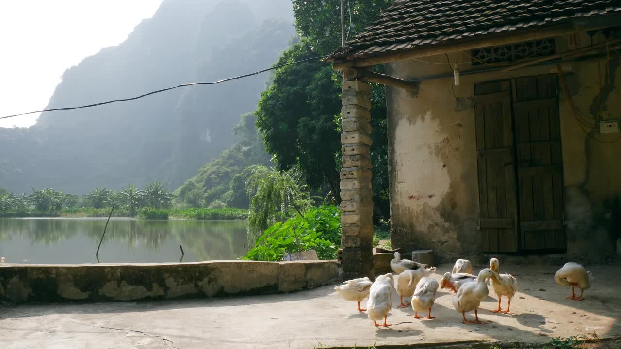 越南比东塔附近的乡村景色与鹅