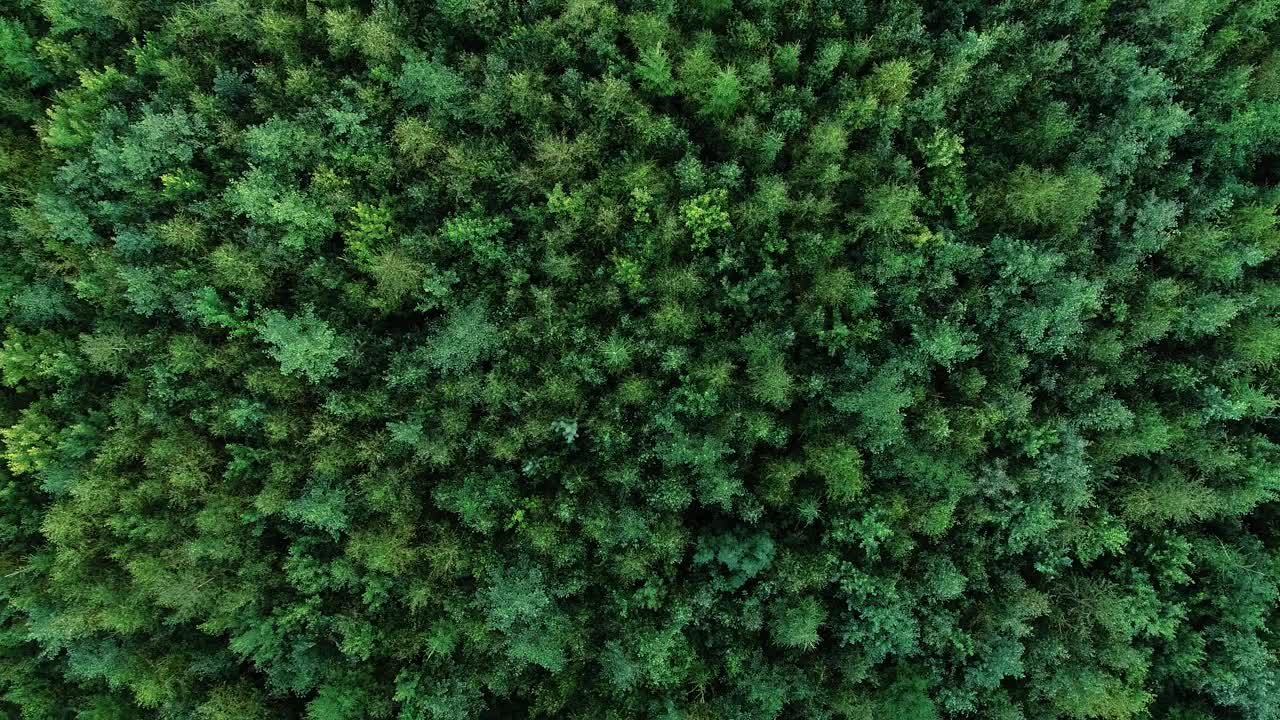 夏天的一天，在爱沙尼亚农村，从一片幼树阶段的商业森林上空降落