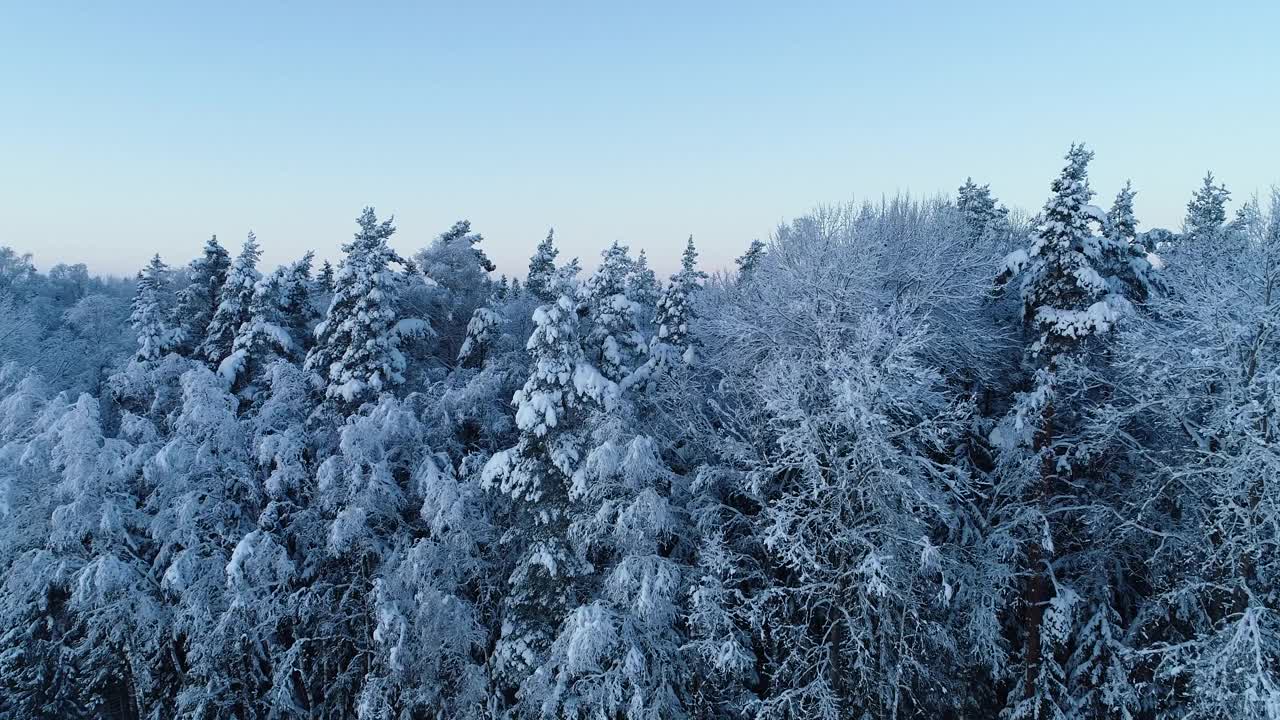 在爱沙尼亚乡村的一个冬夜，从一片白雪皑皑的森林中升起