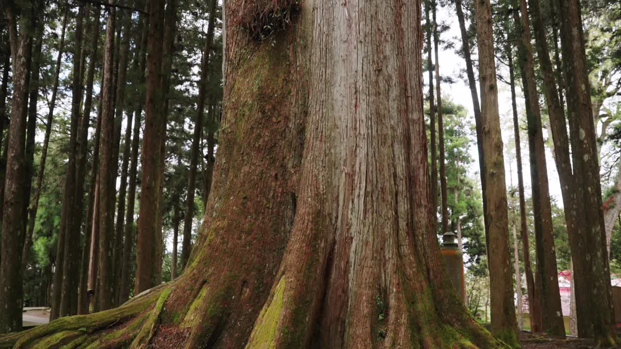 美丽的巨树在阿里山森林，台湾。