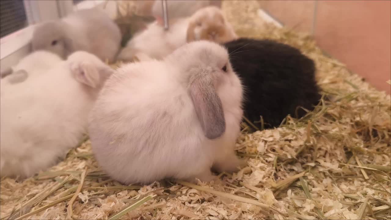 笼子里的兔子出售