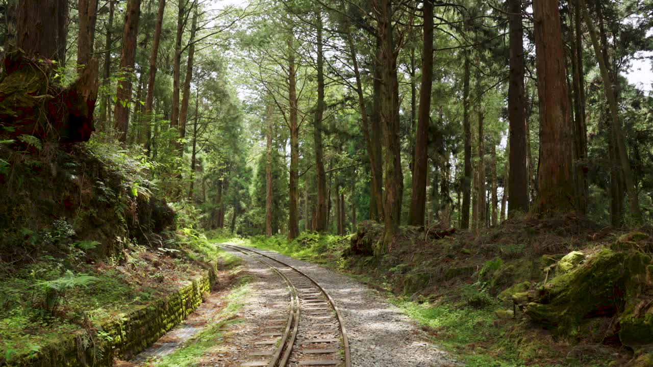 漫步在台湾嘉义阿里山的森林铁路上