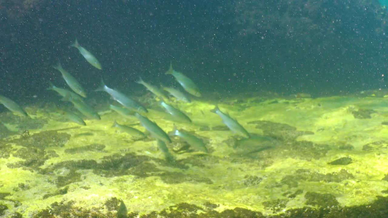 黑海，一群平头鲻鱼(Mugil cephalus)在岩石周围游来游去寻找食物