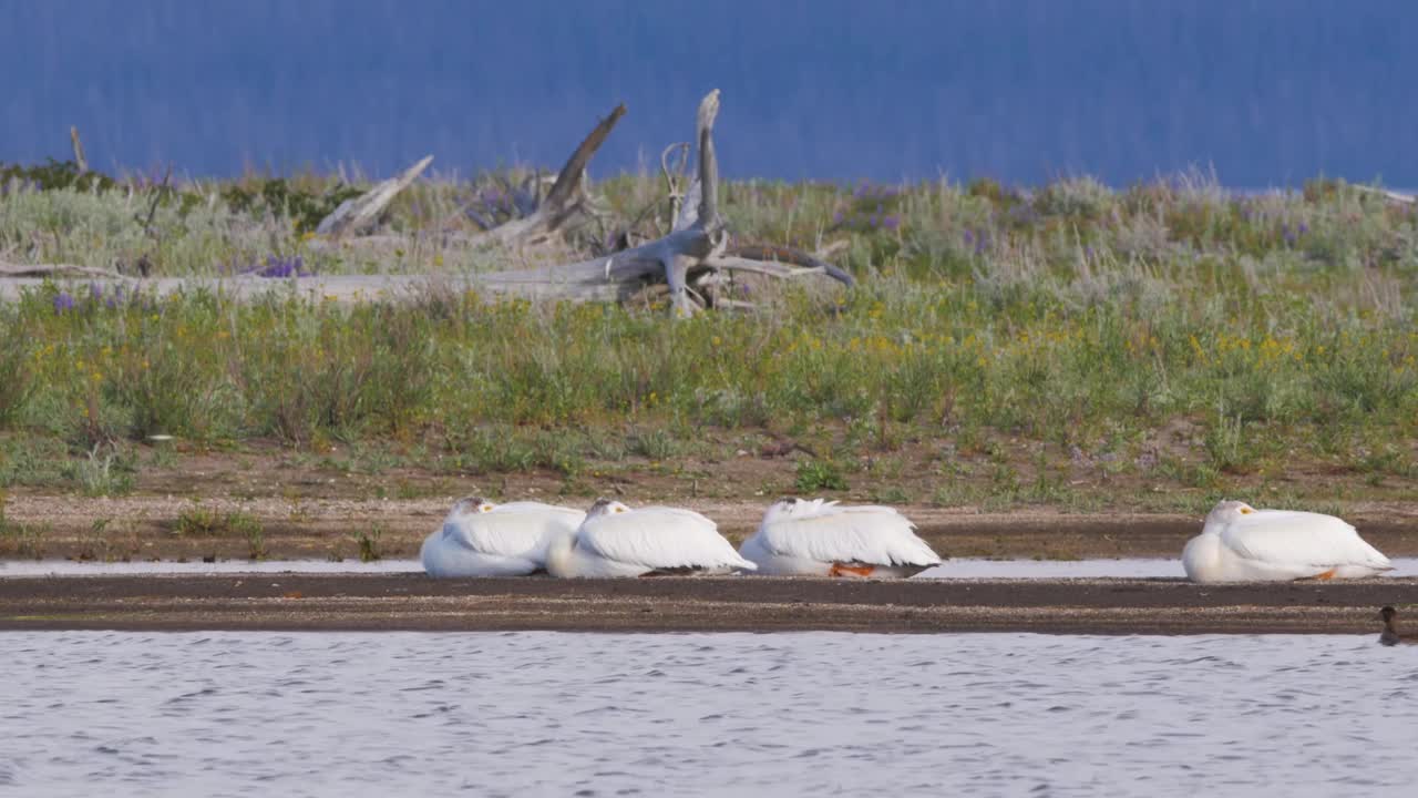 黄石湖的苔原天鹅(Cygnus columbianus)和加拿大鹅(Branta canadensis)的镜头