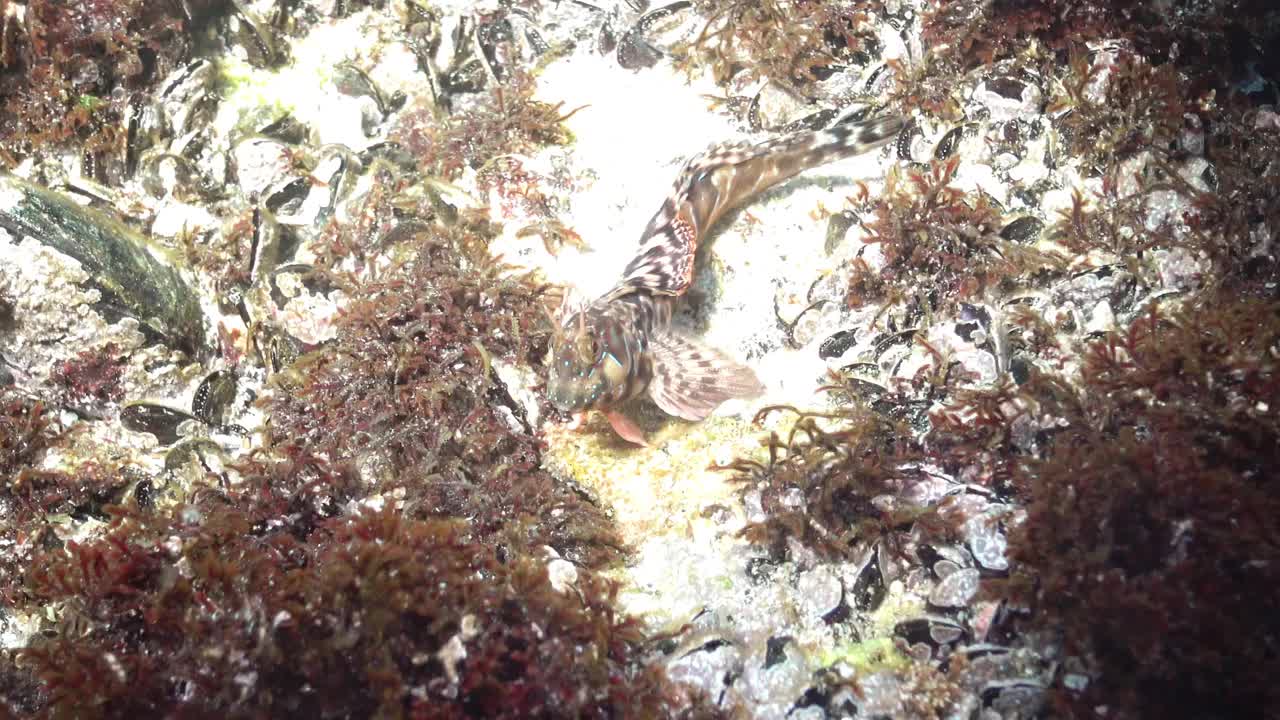 斯芬克斯(Aidablennius Sphynx)，雄性鱼在岩石上玩耍。黑海。乌克兰
