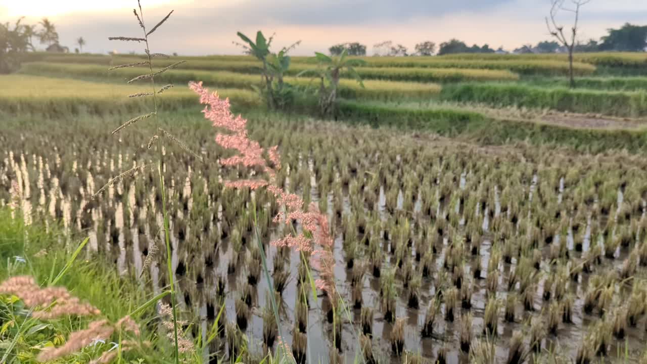 野花随风飘扬，以稻田为背景