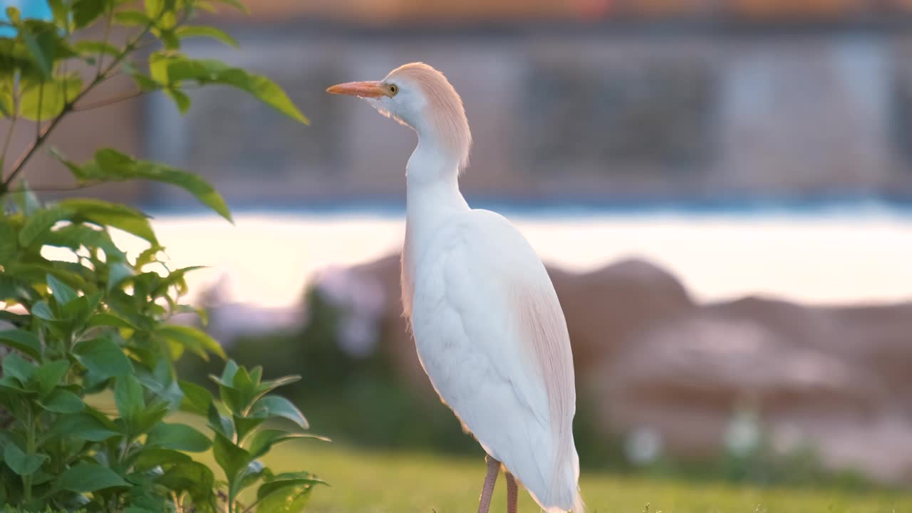 夏季漫步在綠色草坪上的白牛白鷺野鳥，又稱朱鷺