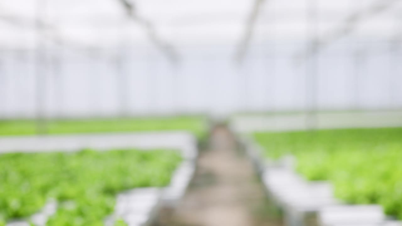 水培农场，植物和人在温室握手，合作和可持续发展的业务。园艺学、节水与合作处理水产养殖、蔬菜团队种植