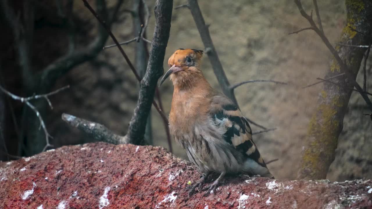 Hoopoe Bird的特寫