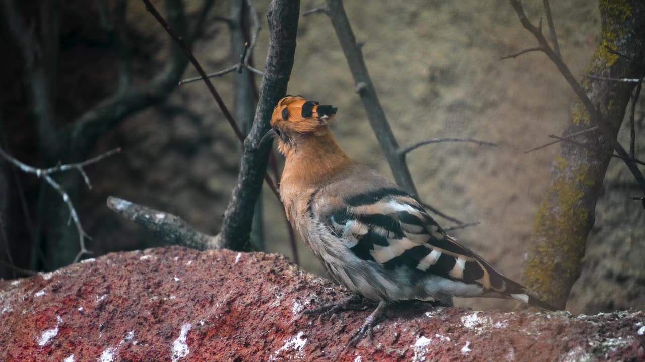 詳情圖-Hoopoe,Bird的特寫