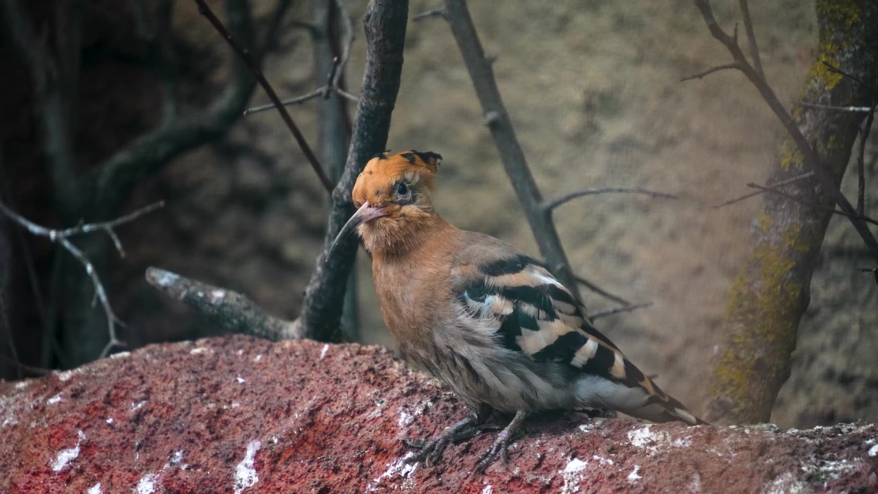 詳情圖-Hoopoe,Bird的特寫