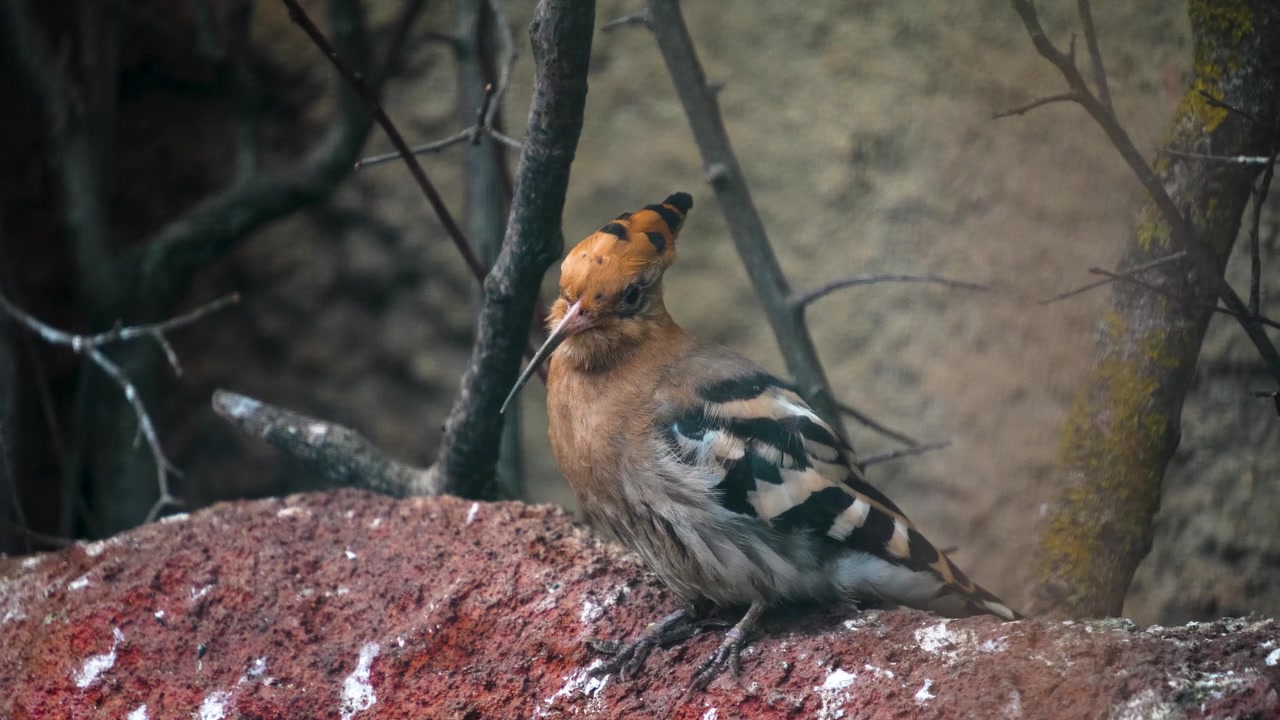 詳情圖-Hoopoe,Bird的特寫