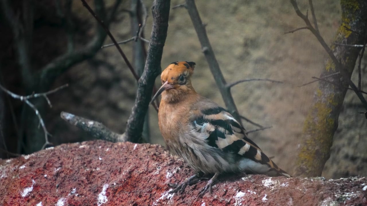 詳情圖-Hoopoe,Bird的特寫
