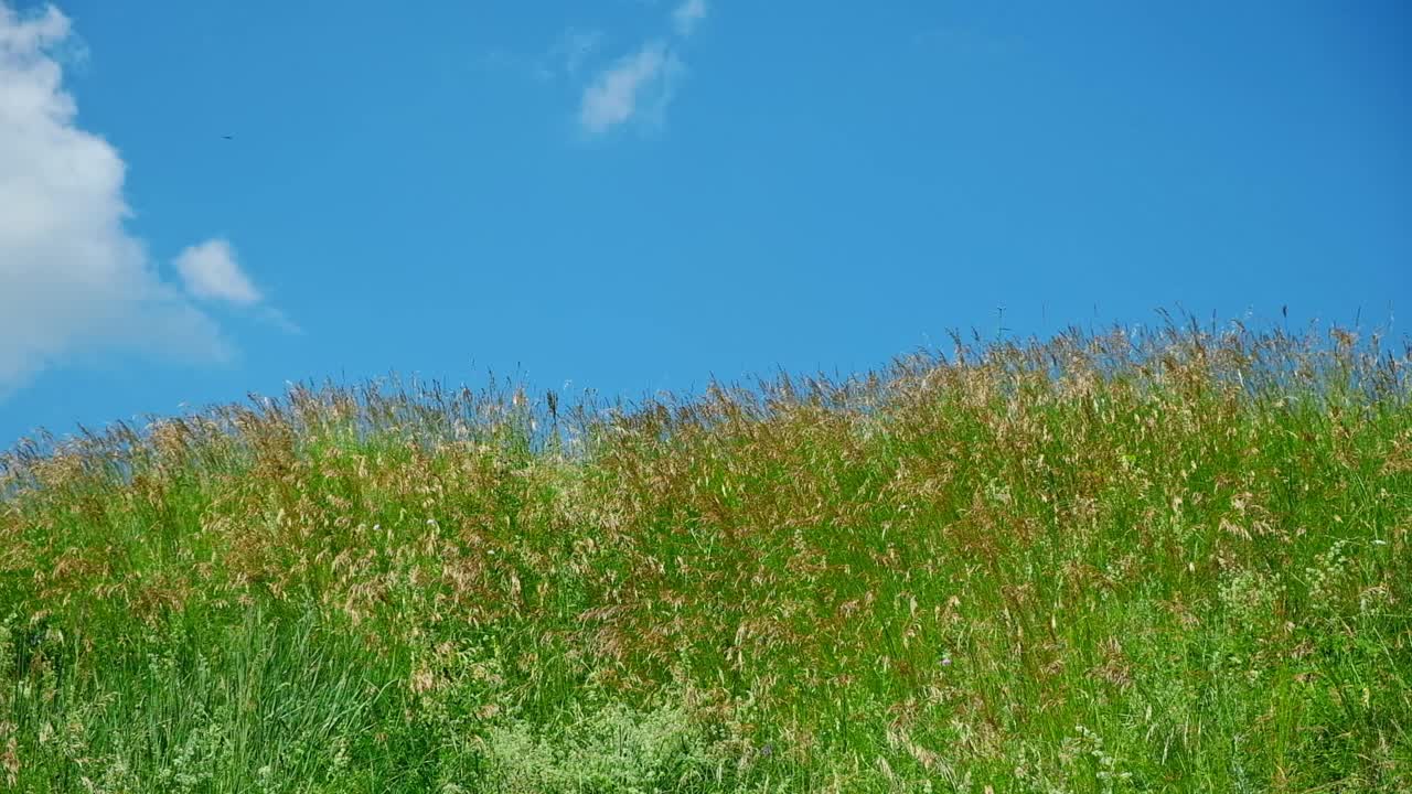 碧绿的田野映衬着蓝天。从小山上看地平线。查找。完美的夏季极简主义自然背景。田园风光。草地和深蓝色多云的天空。Copyspace。