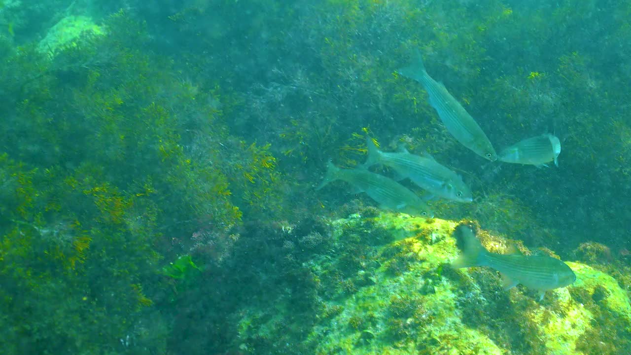 黑海，一群平头鲻鱼(Mugil cephalus)在岩石周围游来游去寻找食物