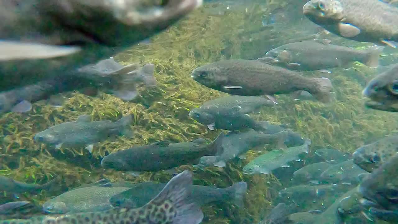 鳟鱼群在溪流中游泳