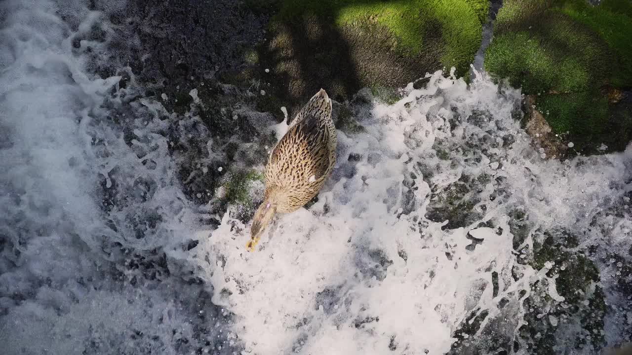 绿头鸭在岸边的流水上梳理