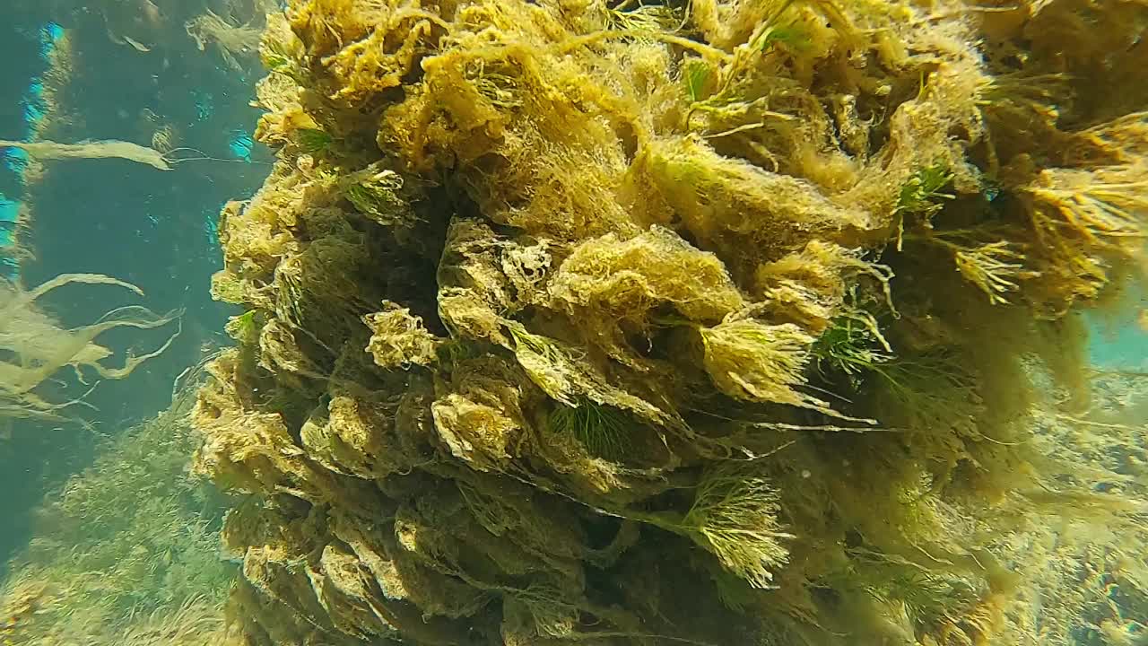 清澈的淡水生态系统的水下镜头