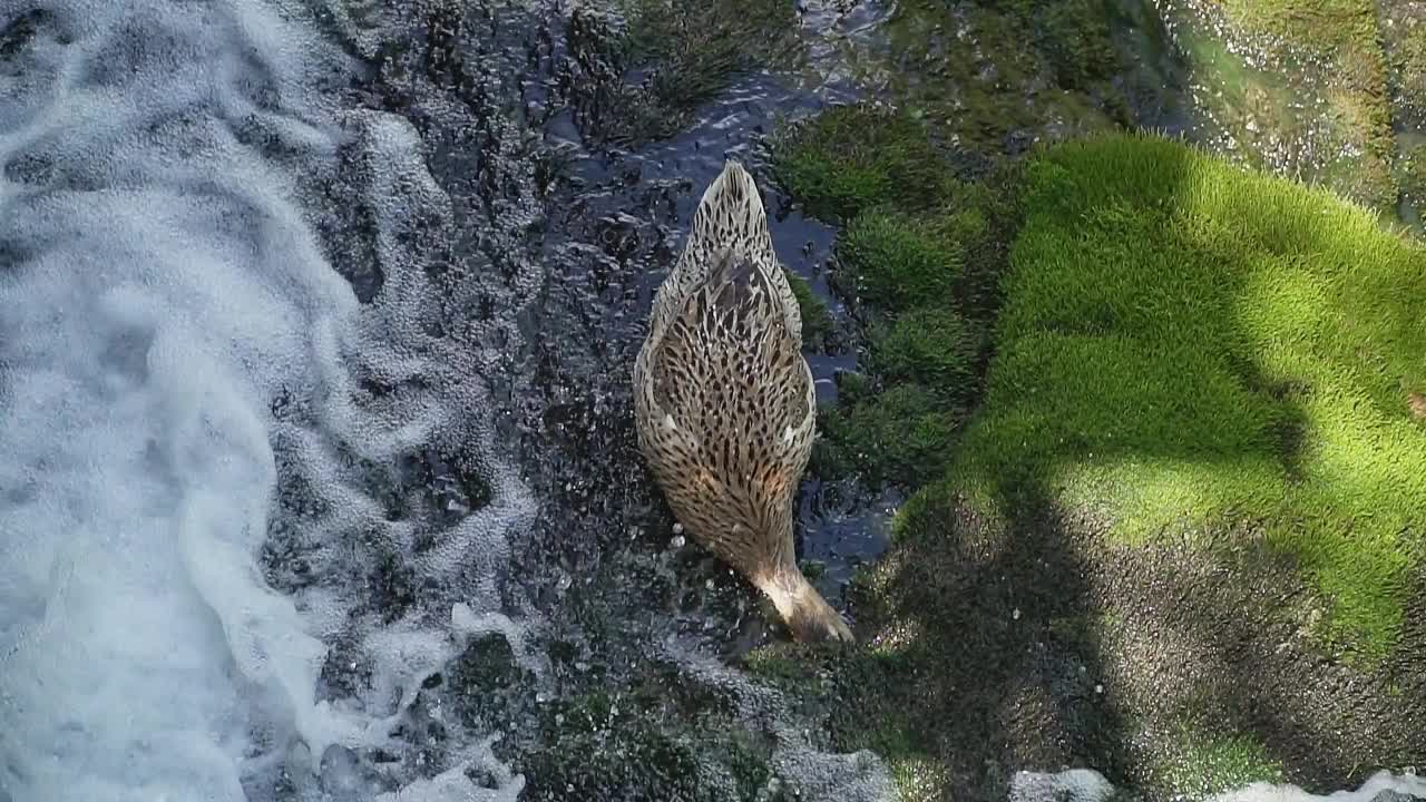 雌性绿头鸭在自然保护区吃生长在湍急水流上的植物