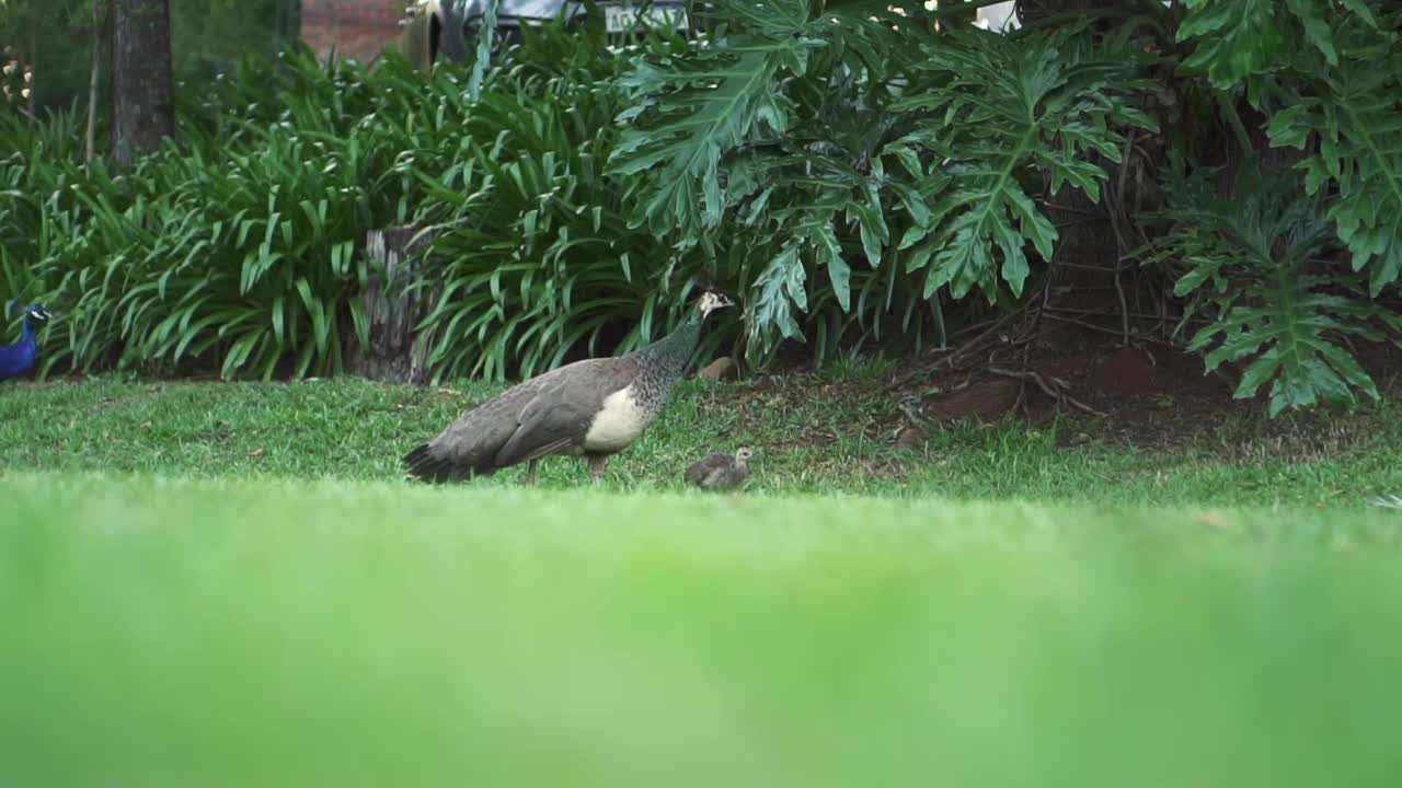 一只小孔雀，Pavo cristatus，走过长满草的院子。