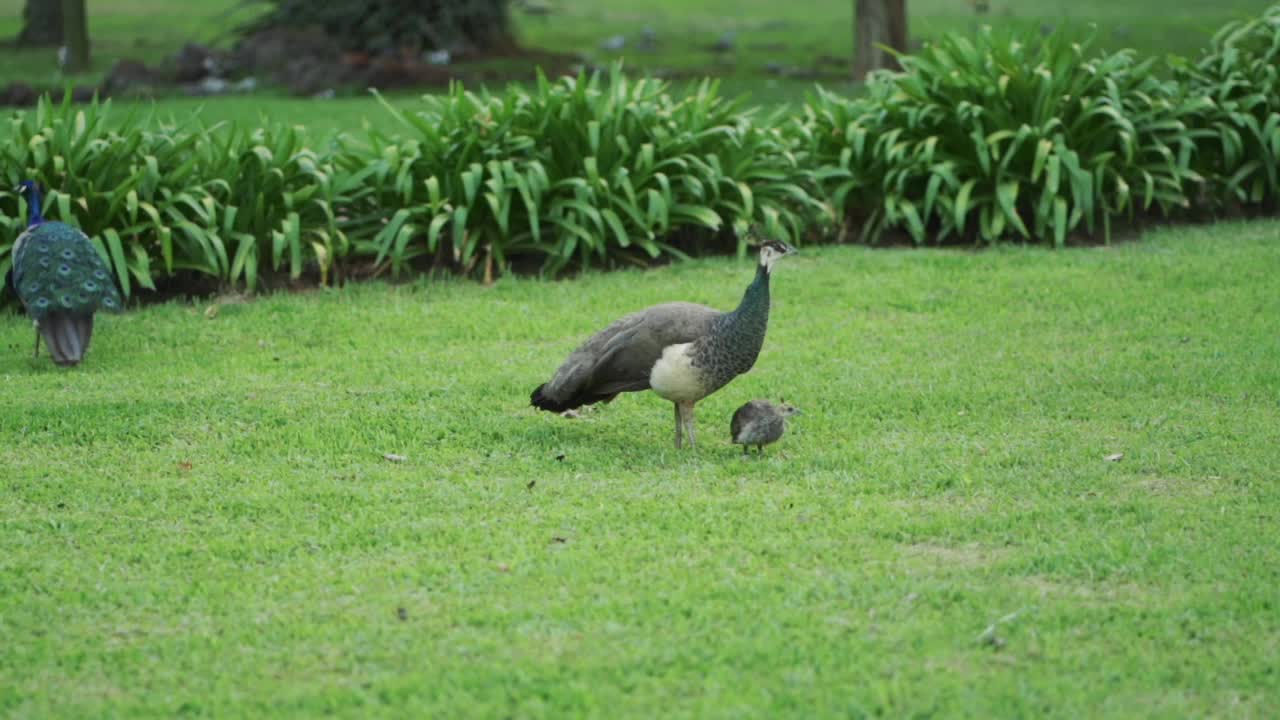 孔雀家族的三只孔雀，Pavo cristatus，漫步在绿色的草地上