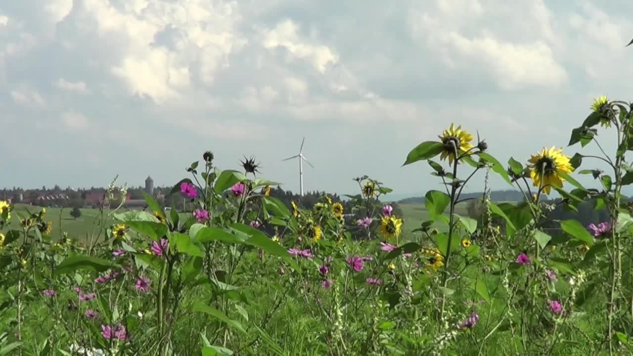 风力涡轮机前的花朵。德国的绿色能源