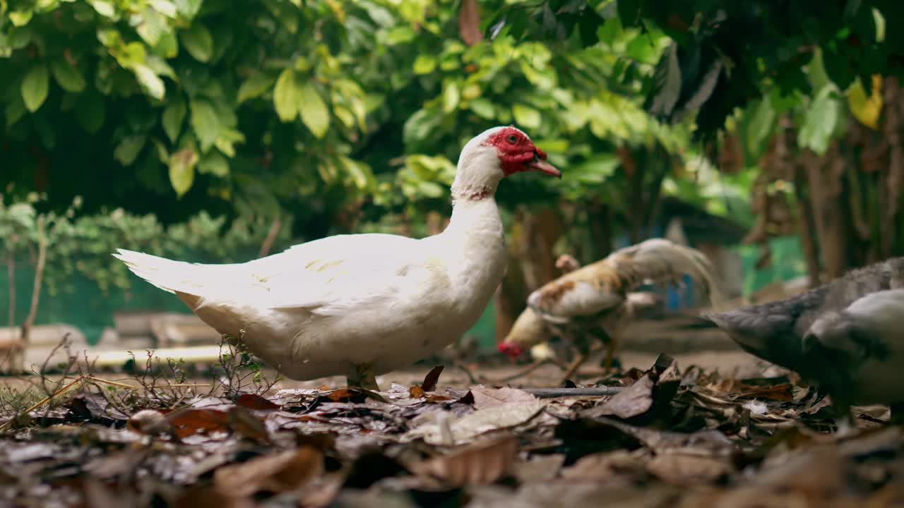 一群鸭子在养鸭场